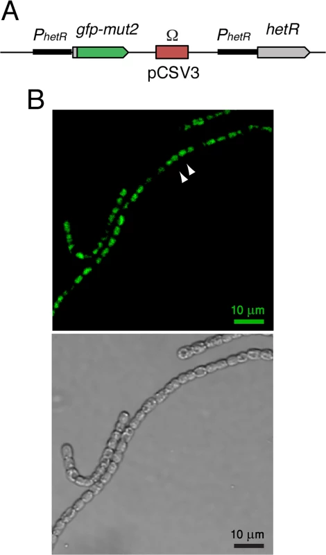 Expression of <i>hetR-gfp</i> in <i>Anabaena</i> filaments.