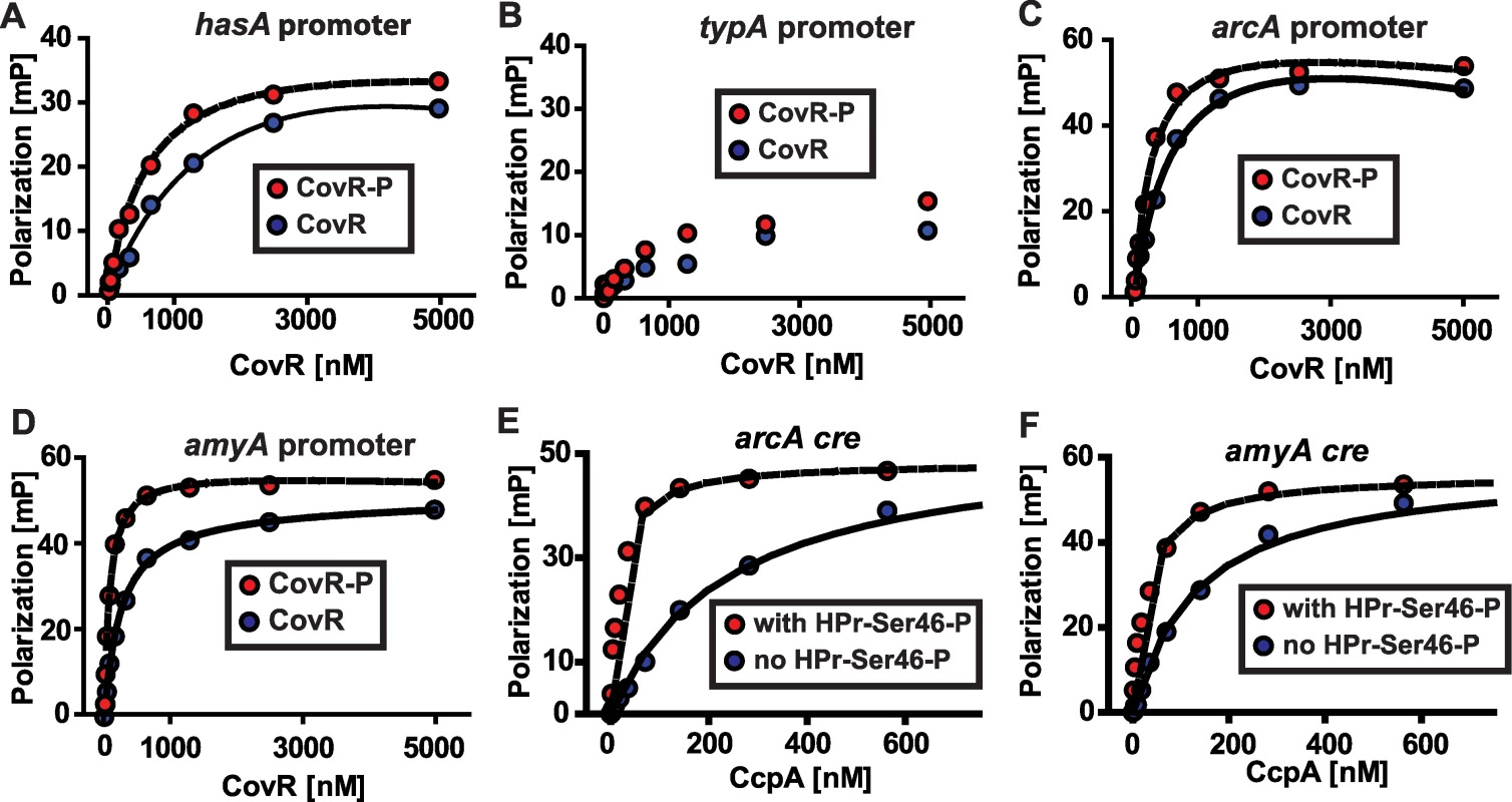 Recombinant CovR and CcpA bind to DNA from promoter regions of the same genes.