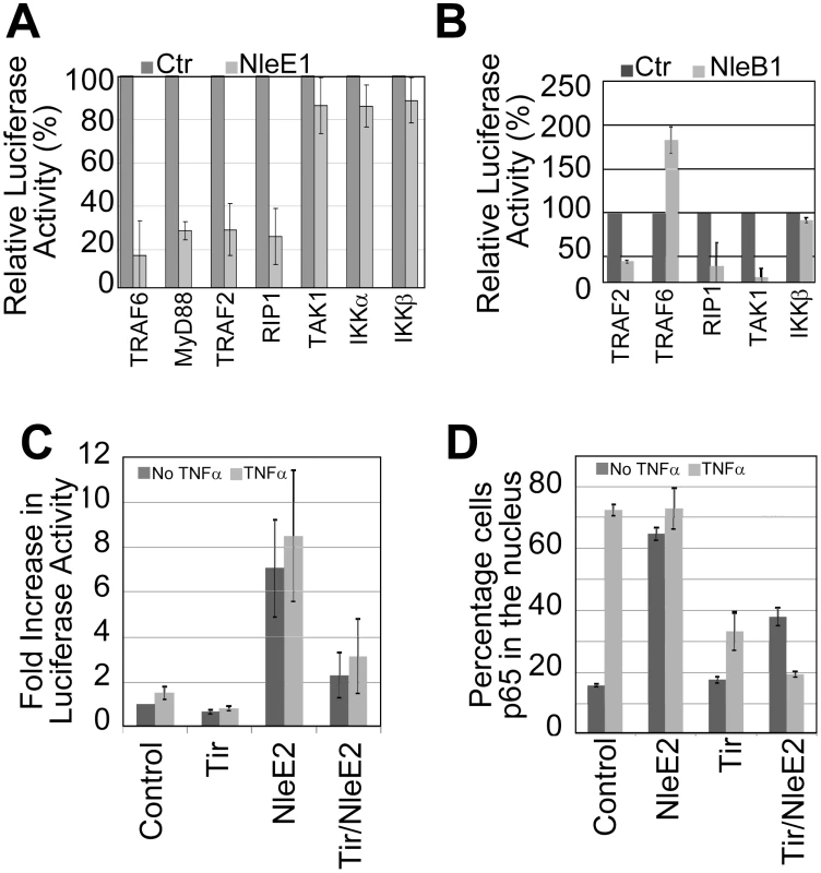 NleB1 and NleE1 targets in the subversion of NF-κB activity.