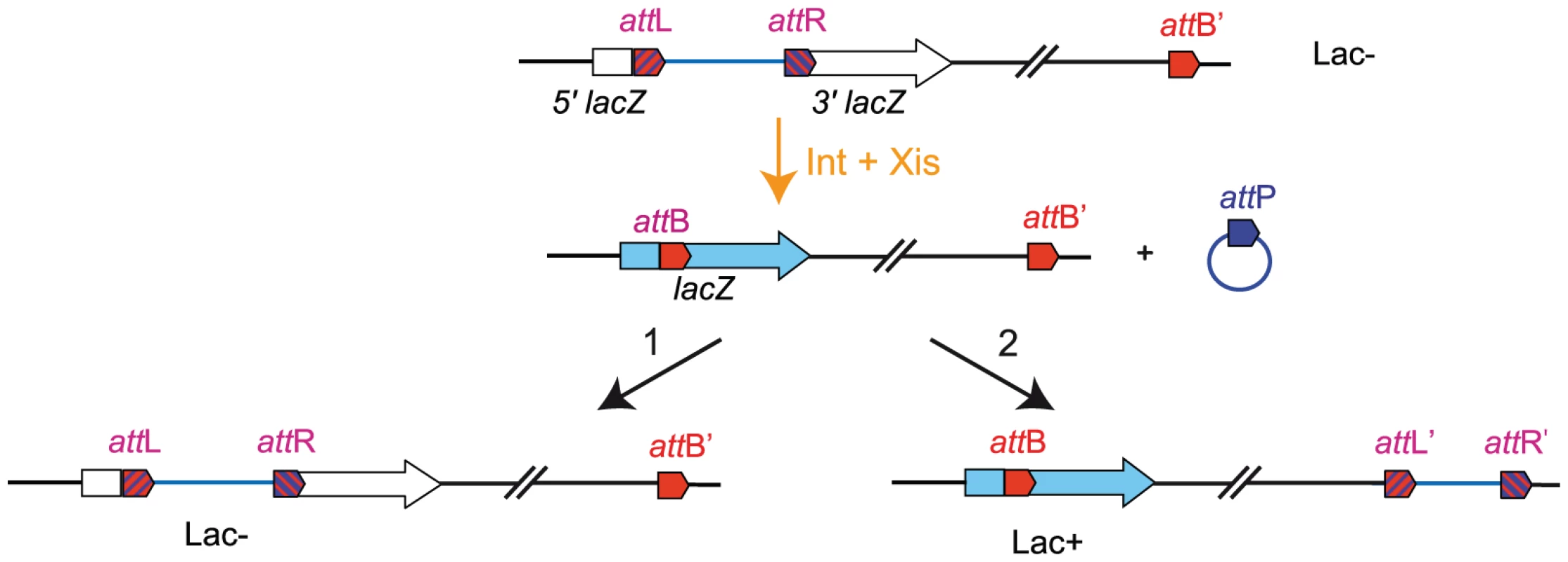 Chromosomal rearrangement by transposition.