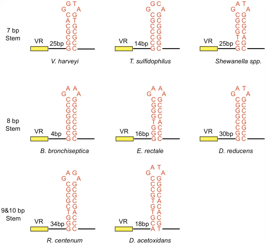 Phage-related DGRs contain potential hairpin/cruciform structures with conserved features.