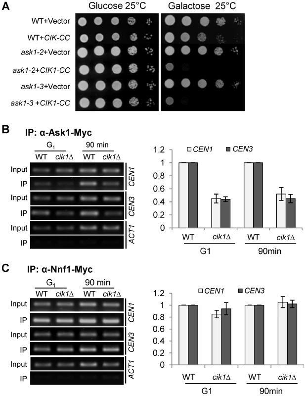 Dysfunctional Cik1/Kar3 leads to decreased DASH–kinetochore interaction.
