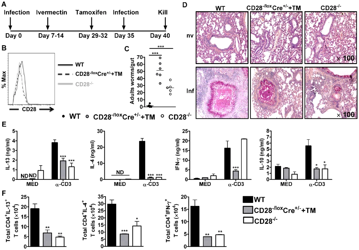 CD28 is required for development of protective recall responses to re-infection with <i>N. brasiliensis</i>.