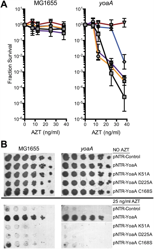 Survival to AZT of wild type and <i>yoaA</i> mutants expressing mutant YoaA on mobile plasmids.