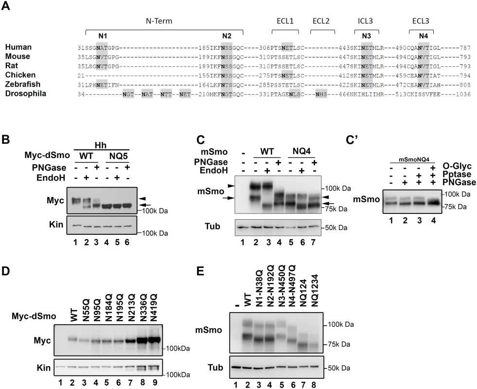 Identification of Smo N-linked glycosylation sites.