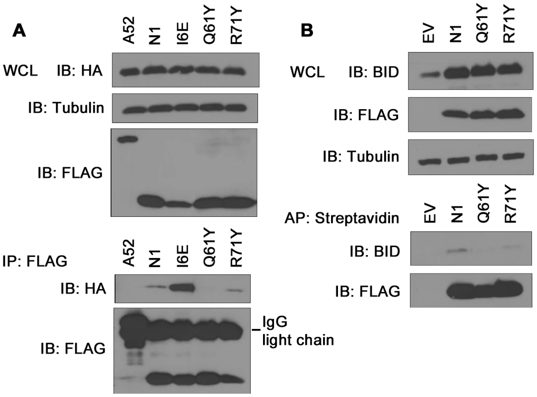 Immunoprecipitation of N1 mutants with cellular pro-apoptotic Bcl-2 proteins.