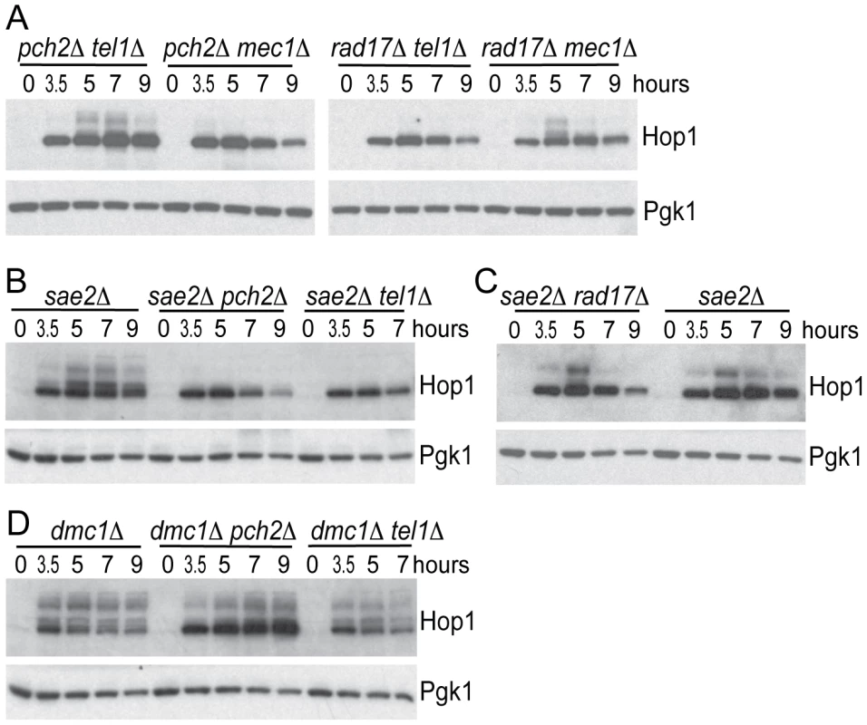 Hop1 phosphorylation in various mutants.