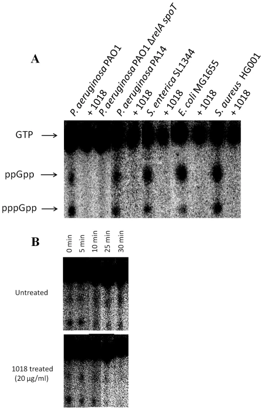 Peptide 1018 prevented (p)ppGpp accumulation <i>in vivo</i> as revealed by thin layer chromatography separation of guanine nucleotides extracted from intact cells.