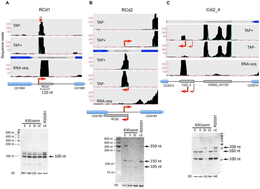 Detection of selected sRNAs by RNA–seq, 5′-end RNA–seq, and Northern blot.