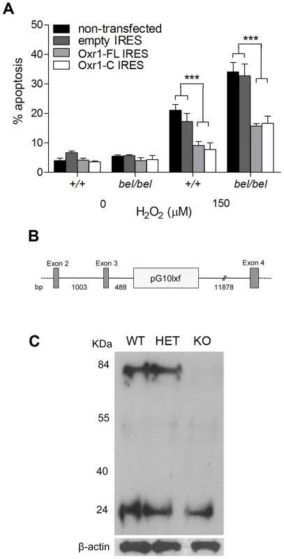 The shortest TLDc domain-containing Oxr1 isoform is able to confer resistance to oxidative stress <i>in vitro</i> and <i>in vivo</i>.