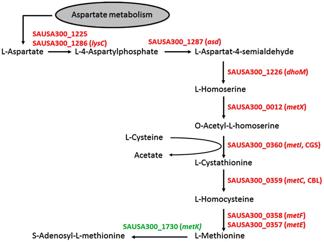 Schematic representation of the methionine-biosynthetic pathway of <i>S. aureus</i> USA300 (adapted from KEGG pathway database).