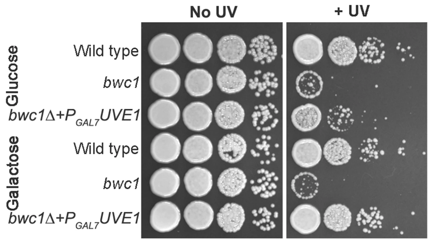 <i>UVE1</i> overexpression rescues the UV sensitive phenotype of <i>bwc1</i>Δ mutants in <i>C. neoformans</i>.
