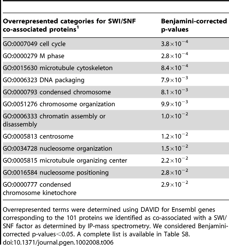 Over-represented annotations from proteins identified as co-purifying with SWI/SNF in this study.