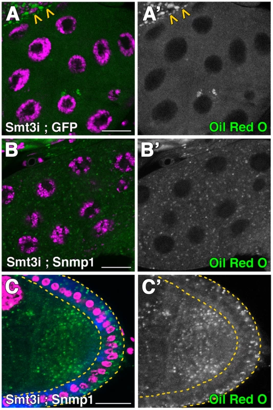 Snmp1 restores the lipid droplets content in <i>smt3i</i> cells.