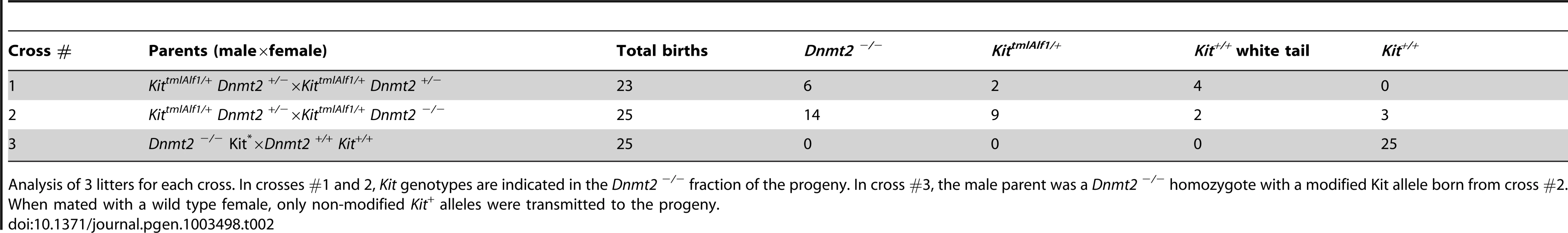 The epigenetic Kit modification is maintained in the <i>Dnmt2 <sup>−/−</sup></i> progeny of heterozygote parents but not further transmitted.