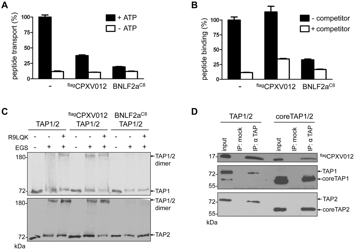 CPXV012 inhibits peptide transport but not peptide binding to TAP.