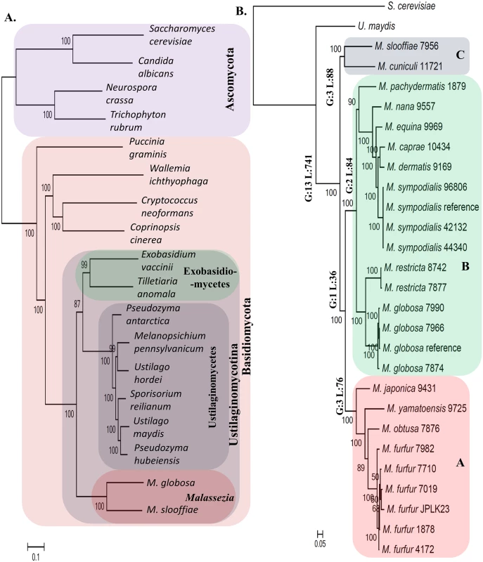 Phylogenetic relationships and lineage specific events in the <i>Malassezia</i> genus.