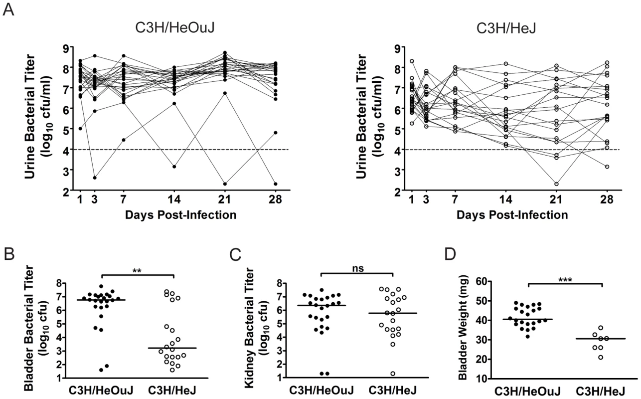 The outcome of UPEC infection of the urinary bladder differs between C3H/HeOuJ and C3H/HeJ mice.