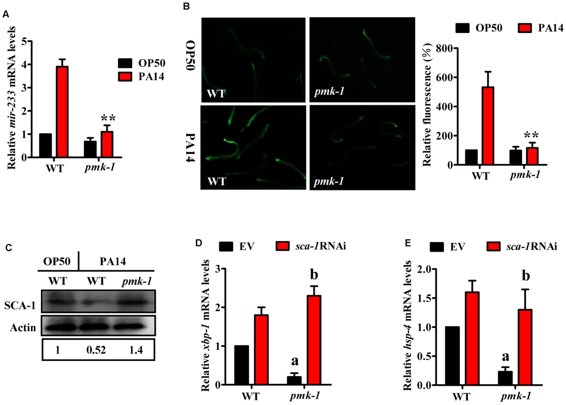 The <i>mir-233</i>/SCA-1 signaling functions as a downstream effector of p38 MAPK in the activation of the UPR.