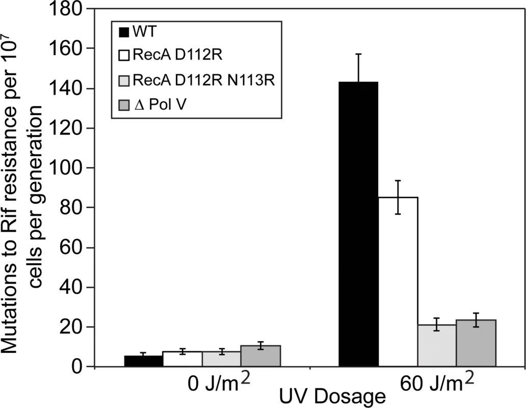 The RecA D112R N113R variant reduces SOS mutagenesis to levels comparable to strains lacking DNA polymerase V.