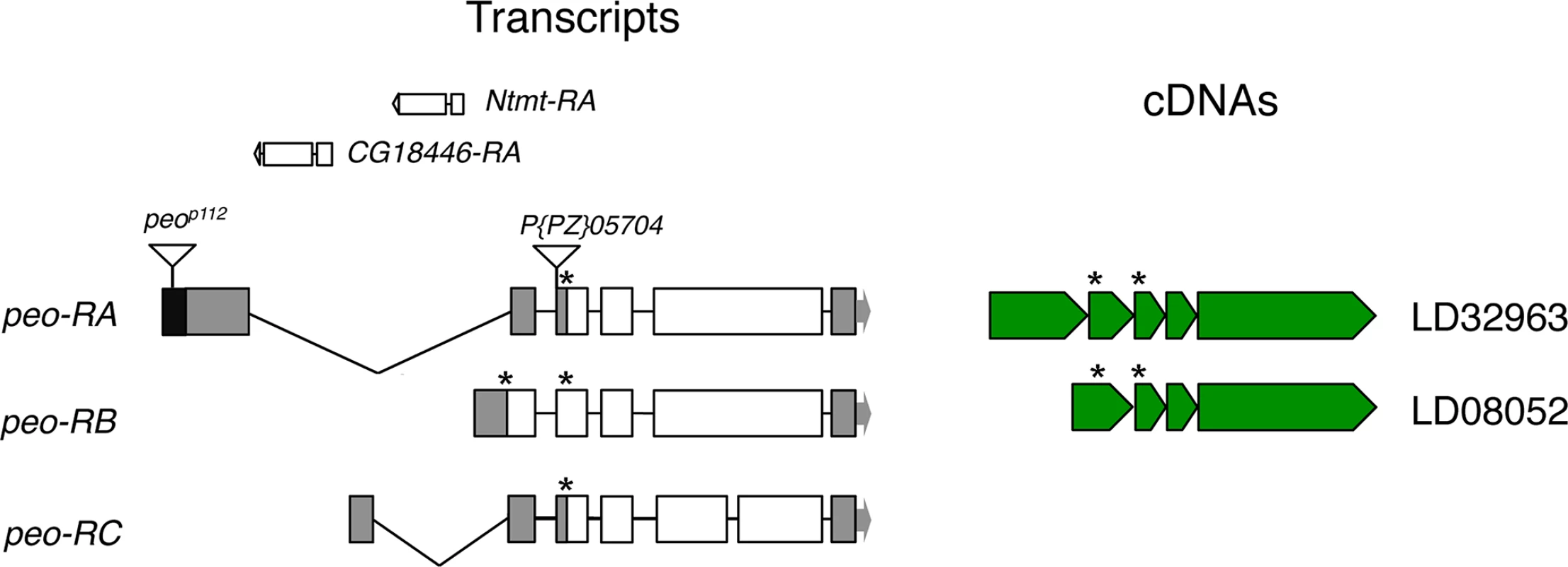 Structure of the <i>peo</i> (<i>CG10536)</i> transcripts and available cDNAs.