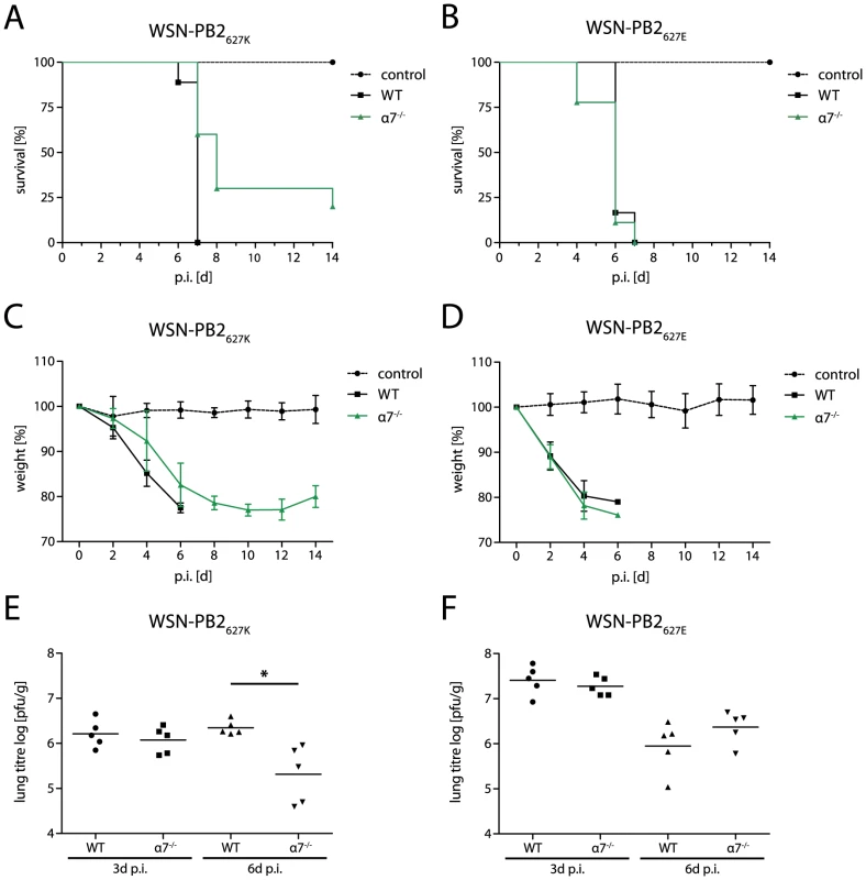 Importin-α7<sup>−/−</sup> mice are less susceptible to human- but not avian-like virus infection.
