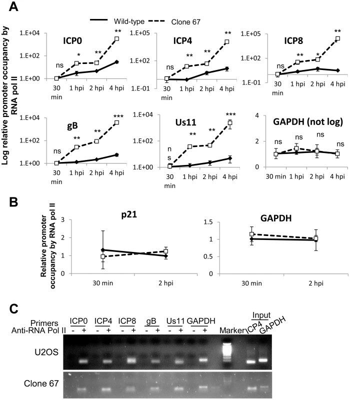 IFI16 prevents RNA Pol II accumulation at HSV-1 promoters.