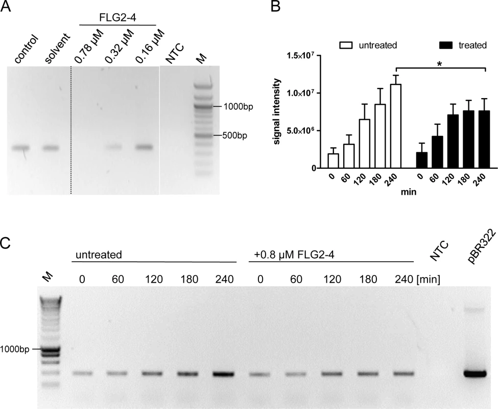 FLG2-4 is able to inhibit bacterial replication.