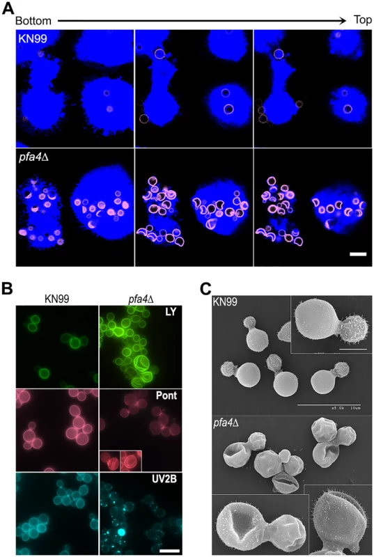 <i>pfa4</i>Δ mutant cells exhibit altered uptake by macrophages and morphological changes.
