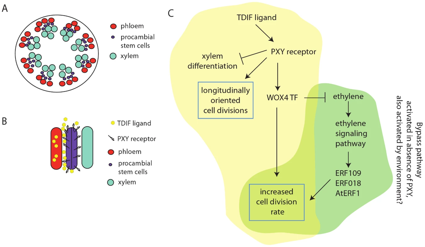 Role of the TDIF/PXY ligand receptor and ethylene signaling pathways in the promotion of cell division in the cambial stem cells of <i>Arabidopsis</i>.