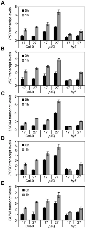 Expression levels of genes related to photosynthetic pigment accumulation at 17°C and 27°C in Col-0, <i>pifQ</i> (<i>pif1-1 pif3-3 pif4-2 pif5-3</i>) and <i>hy5-215</i>.