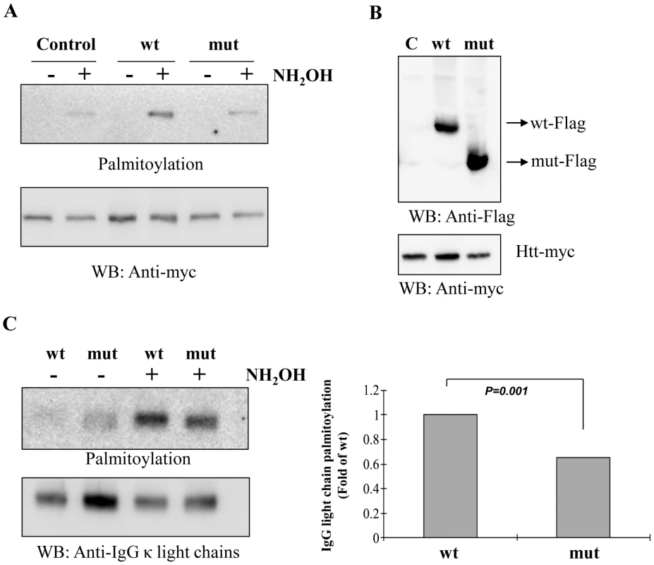 Palmitoyl-acyl transferase (PAT) activity and IgG light chain palmitoylation in the wild-type and mutant mice.