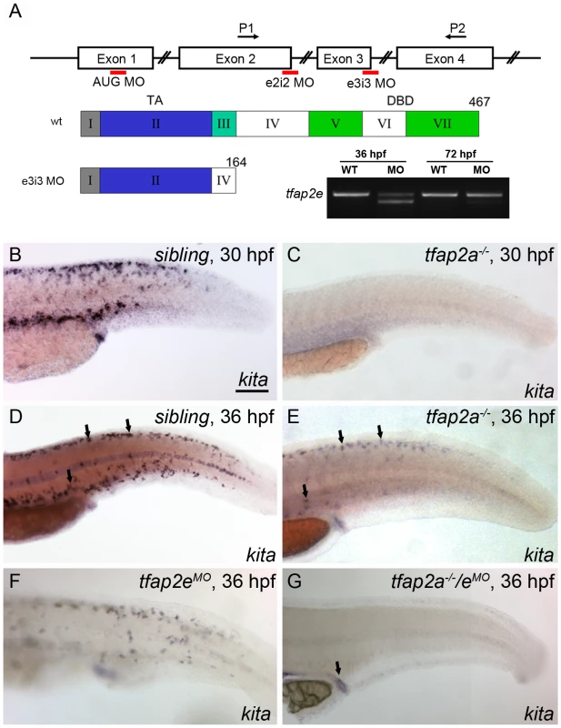 Expression of <i>kita</i> in melanophores is dependent on Tfap2a and Tfap2e.