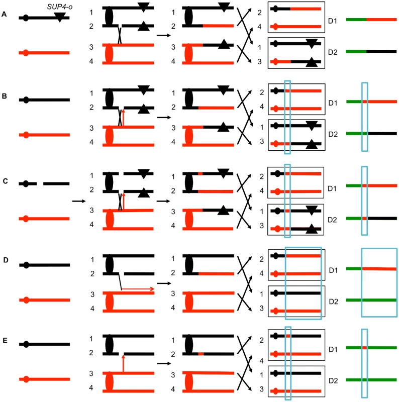 Patterns of loss of heterozygosity (LOH).