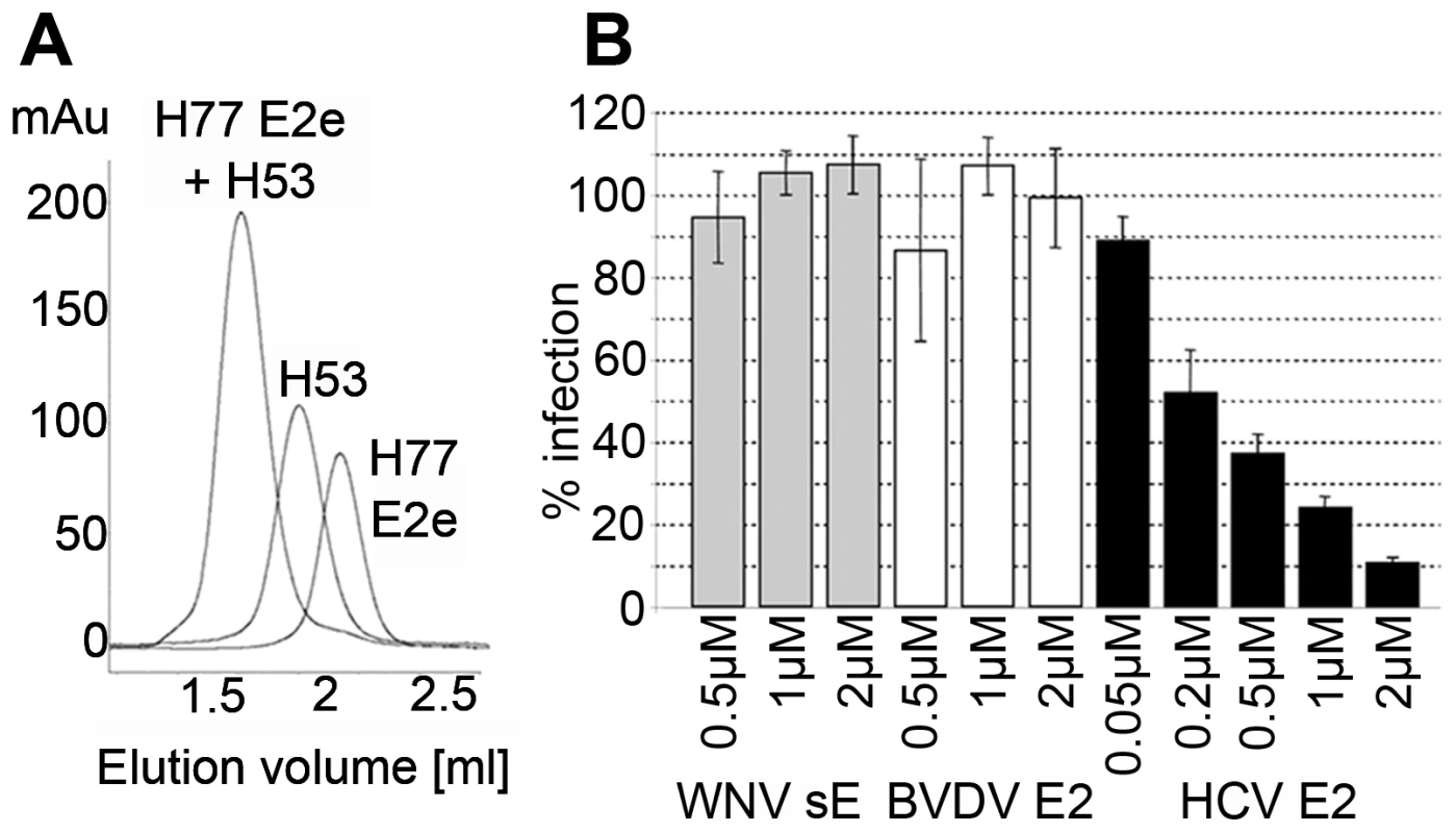 Functional and conformational characterization of HCV E2e.