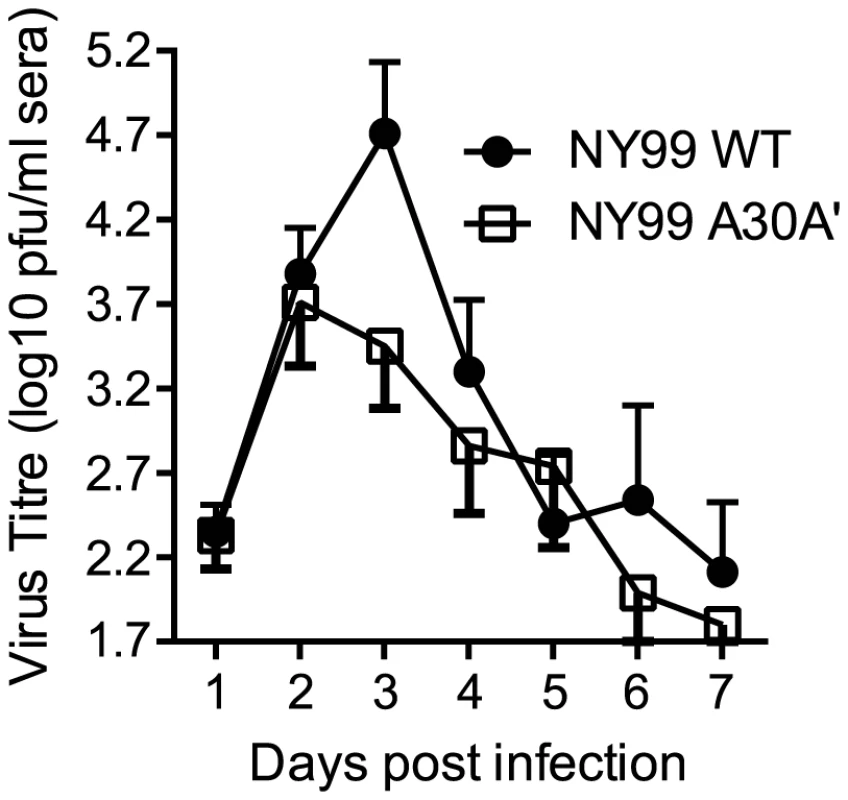 Viremia profiles of HOSPs inoculated with WNV<sub>NY99</sub> WT (NY99 WT) or WNV<sub>NY99</sub> A30A′ (NY99 A30A′) viruses.