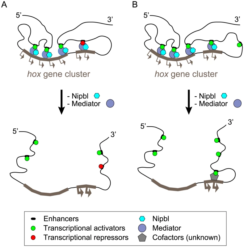 Model of <i>hox</i> gene regulation by Nipbls and mediator.