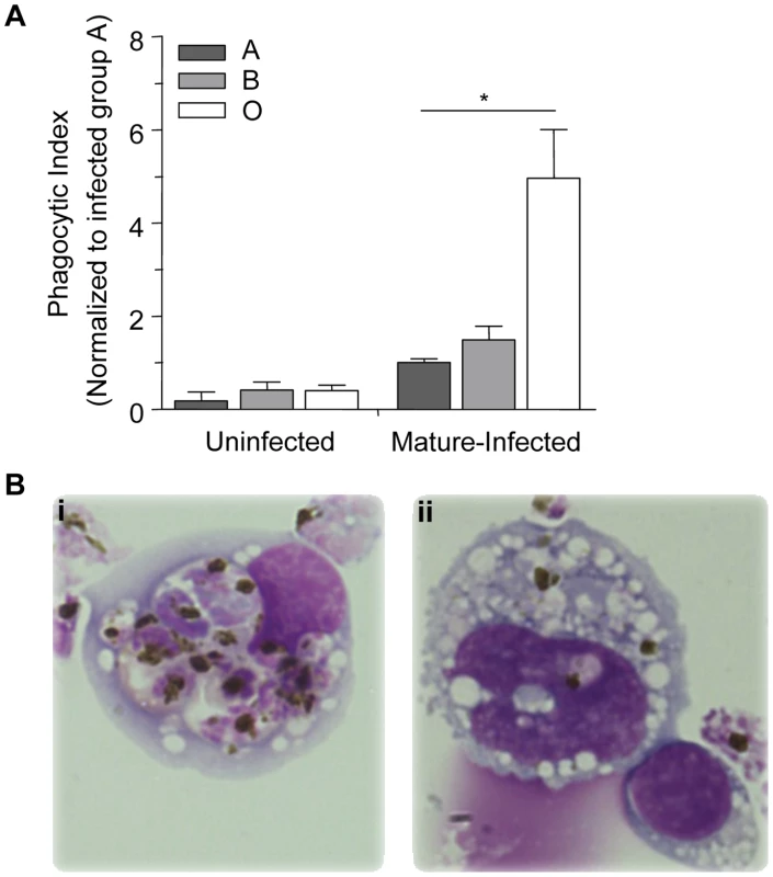 Murine monocytes phagocytose infected O erythrocytes more efficiently <i>in vivo</i> than infected A or B erythrocytes.