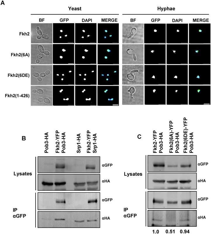 Phosphorylation of Fkh2 does not alter its localisation, but affects its interaction with the chromatin modifier Pob3.