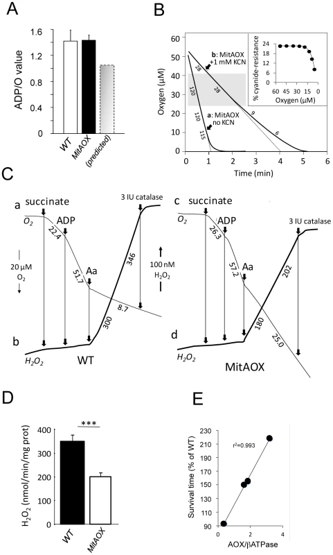 Consequences of AOX expression on mitochondrial properties in the MitAOX mouse.