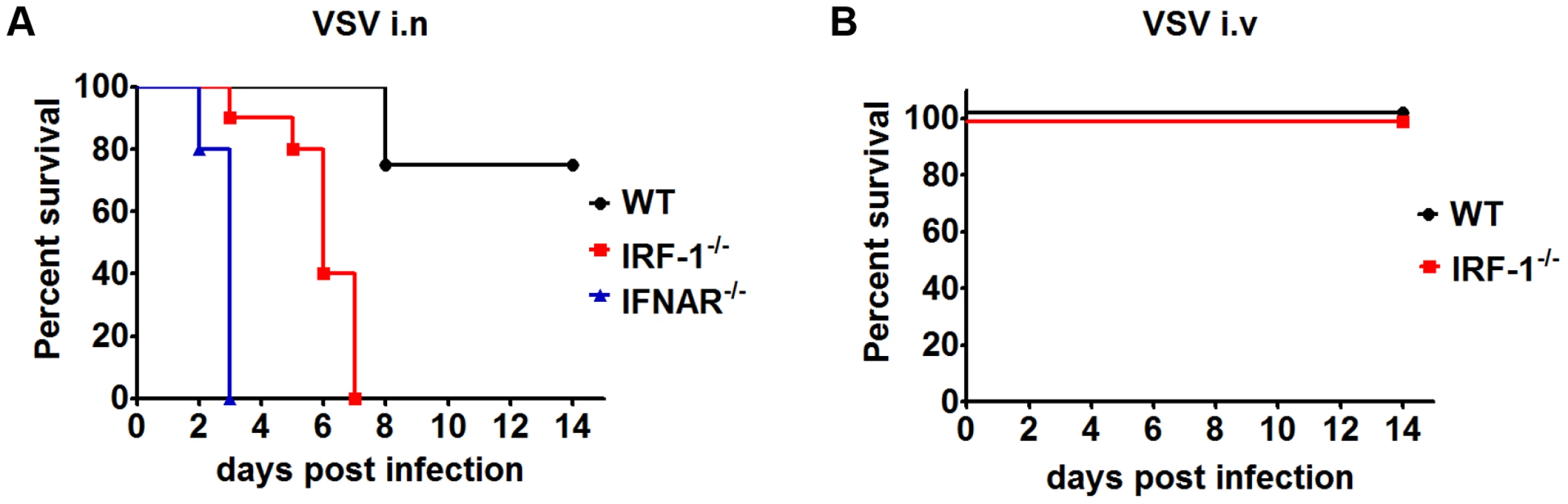 IRF-1 protects mice from lethal intranasal VSV infection.