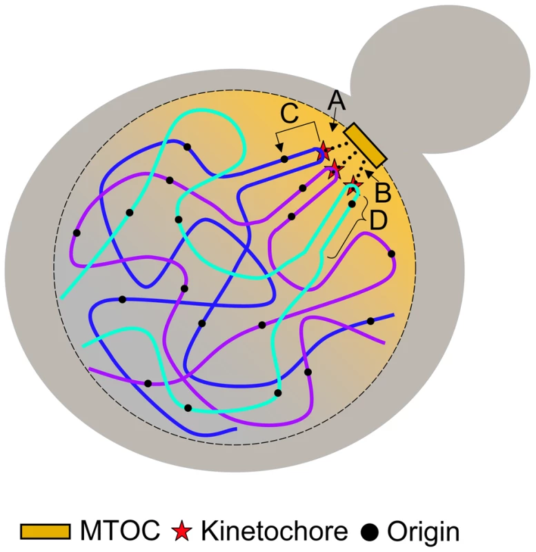 Models for centromere-mediated early origin activation.