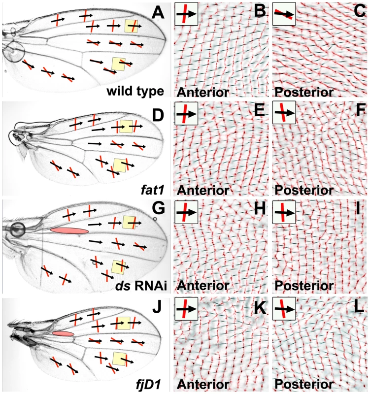 Reduced Ft/Ds pathway gene activity alters posterior ridge orientation without affecting hair polarity.