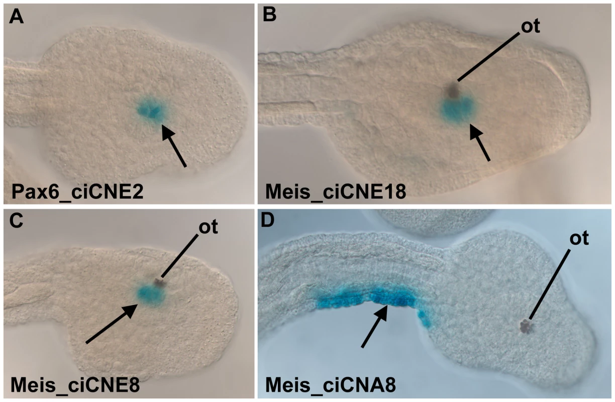 Analysis of ciCNEs in <i>C. intestinalis</i> embryos.