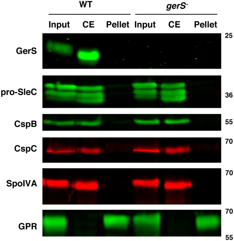 Germination proteins localize to a “coat-extractable” (CE) fraction.