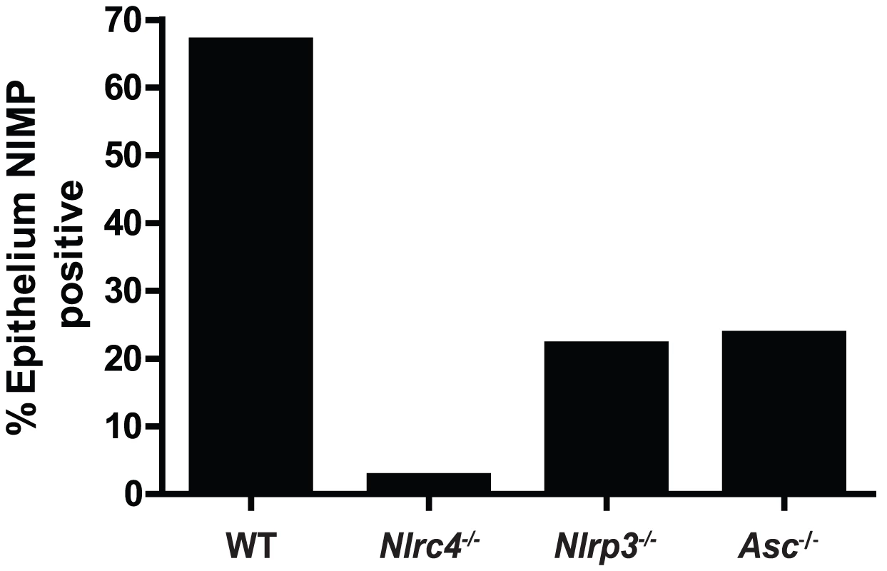 Quantified neutrophil responses in <i>Candida</i> infected epithelium.