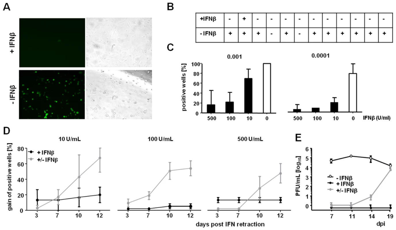 Inhibition of viral replication by IFNβ is reversible and occurs prior to immediate-early gene expression.
