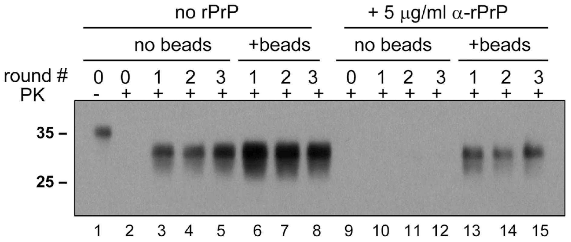 Beads counteract the negative effect of rPrP on PrP<sup>Sc</sup> amplification.