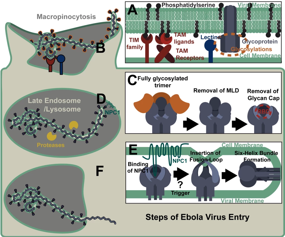 Steps of Ebola Virus Entry.
