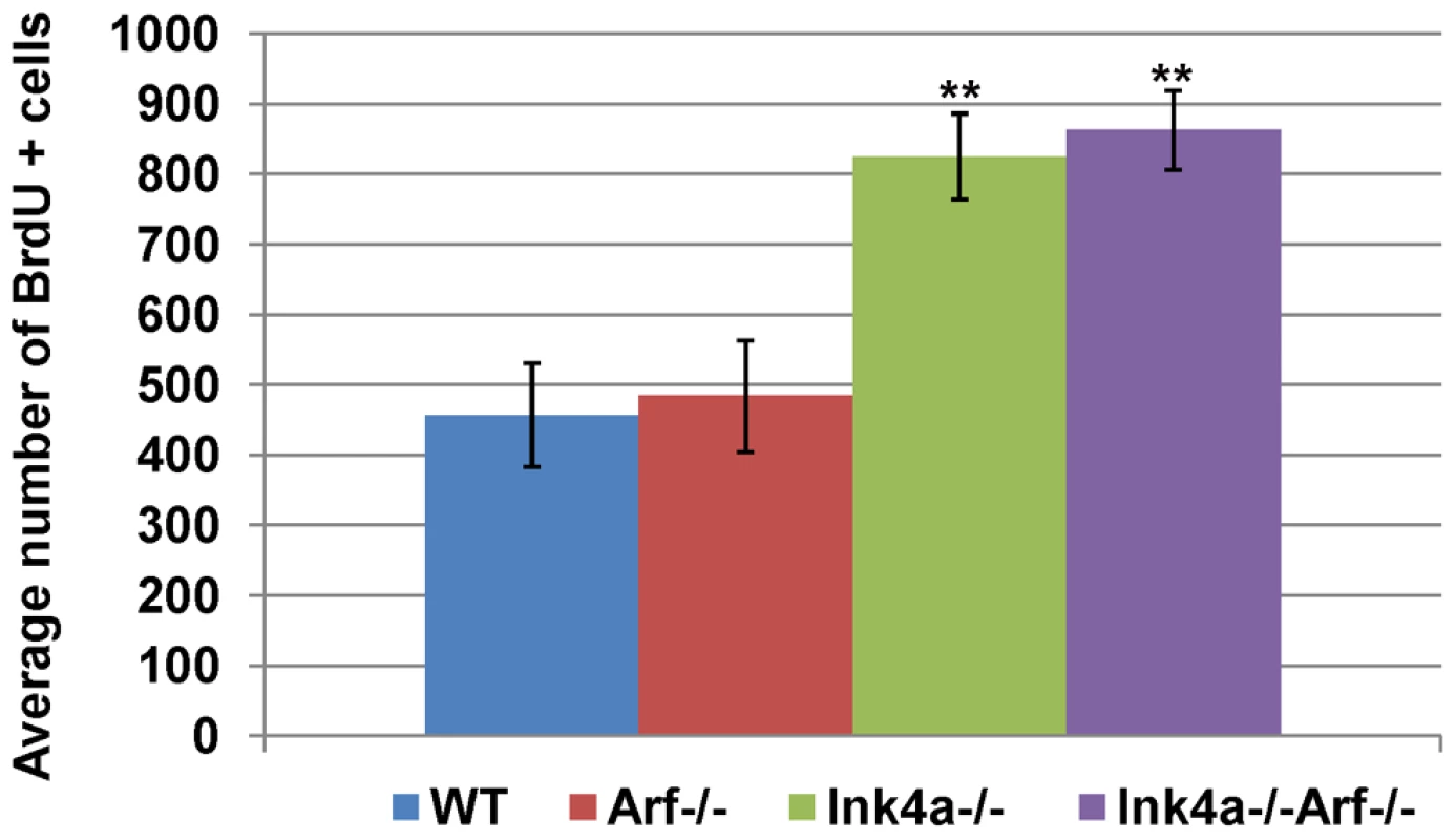 Increased frequency of BrdU-incorporating spermatogonia in <i>Ink4a</i>-null mice.